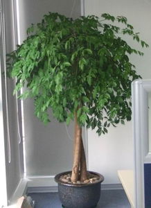 天心區(qū)綠植花卉租擺服務(wù)專(zhuān)家——長(zhǎng)沙久綠園藝，全方位美化您的空間